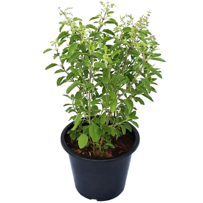 Tulsi plant, Ocimum Tenuiflorum, Holy Basil – image 5