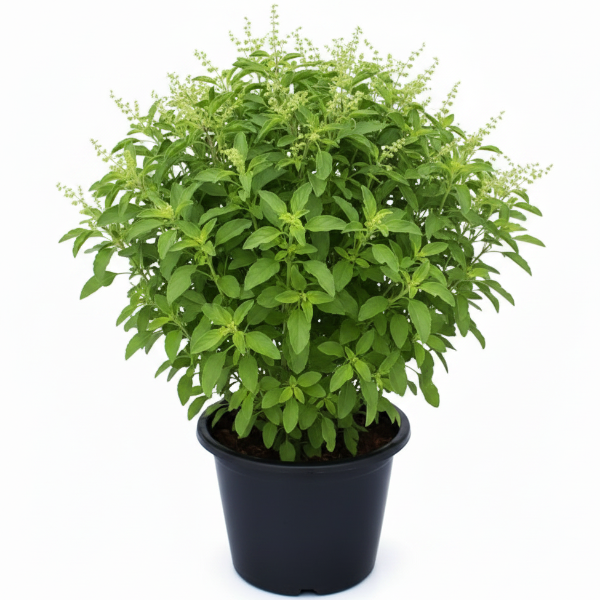Tulsi plant, Ocimum Tenuiflorum, Holy Basil – image 1