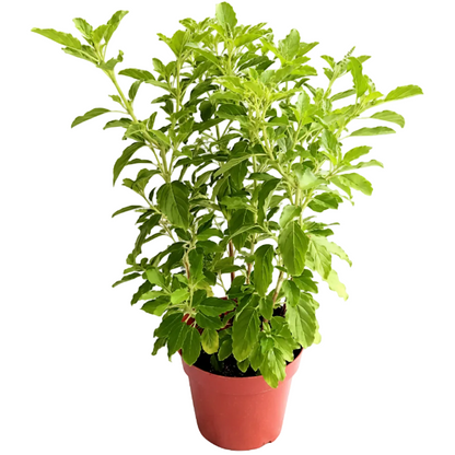 Tulsi plant, Ocimum Tenuiflorum, Holy Basil – image 3