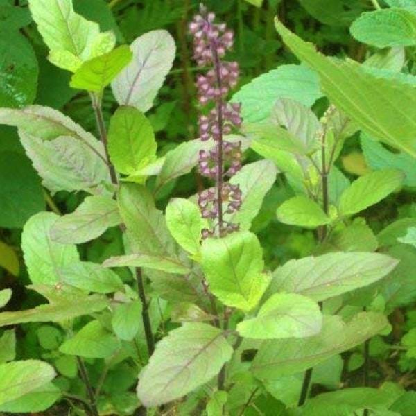 Tulsi plant, Ocimum Tenuiflorum, Holy Basil – image 4