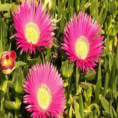 Carpobrotus Edulis, Ice Plant (small) – image 4