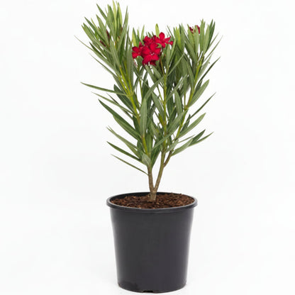 Nerium Oleander – image 6