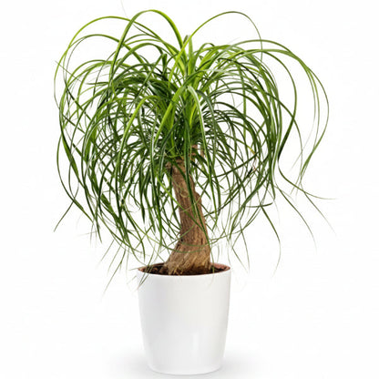 Beaucarnea Recurvata, Elephant-Foot Tree – image 2