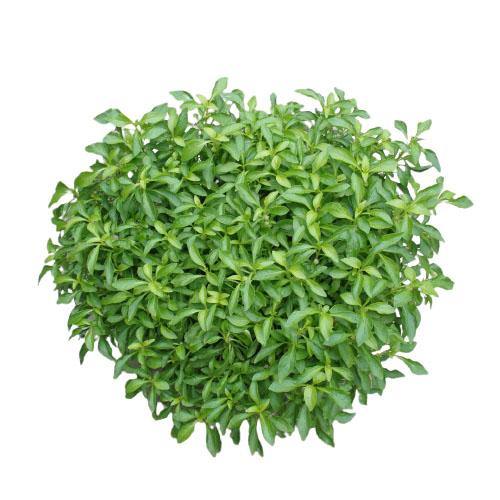 Alternanthera Ficoidea, Gold (small) – image 3