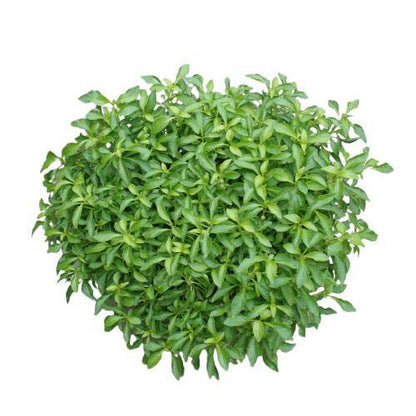 Alternanthera Ficoidea, Gold (small) – image 3