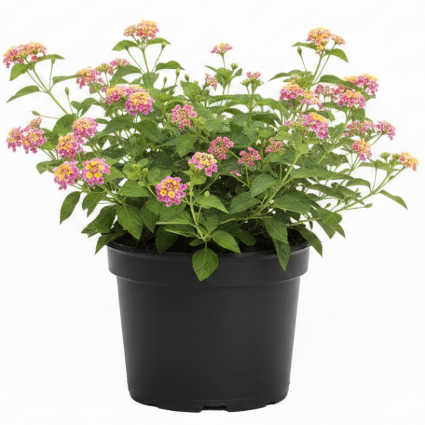 Lantana Camara, Pinkmound, West Indian Lantana – image 6