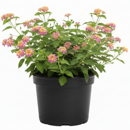 Lantana Camara, Pinkmound, West Indian Lantana – image 6