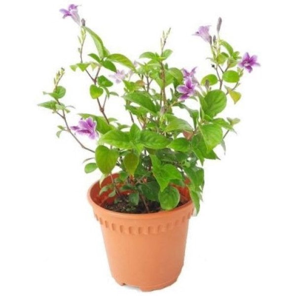 Asystasia Gangetica, Chinese Violet – image 5