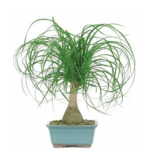 Beaucarnea Recurvata, Elephant-Foot Tree – image 5