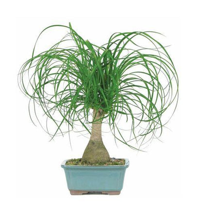 Beaucarnea Recurvata, Elephant-Foot Tree – image 5