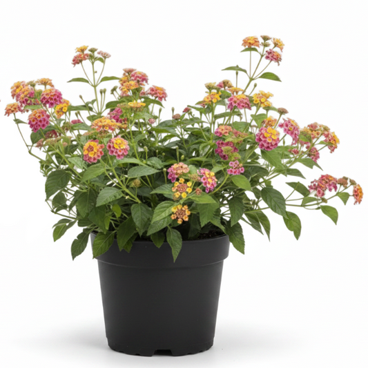 Lantana Camara, Pinkmound, West Indian Lantana – image 1