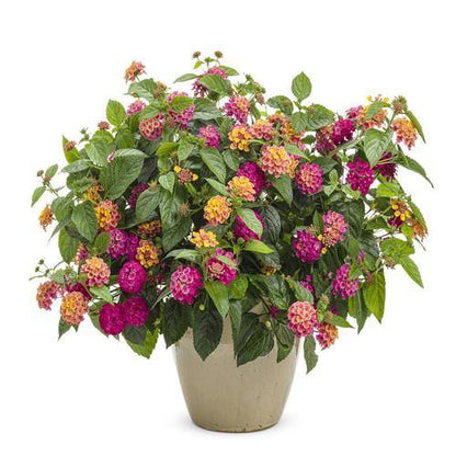 Lantana Camara, Pinkmound, West Indian Lantana – image 4