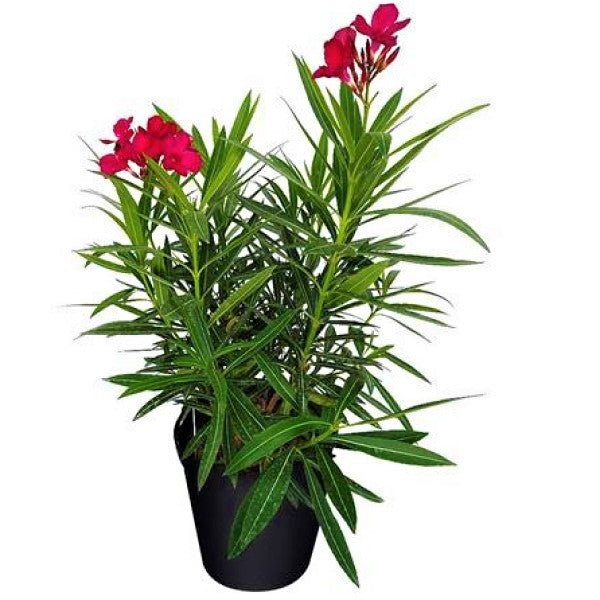 Nerium Oleander – image 3