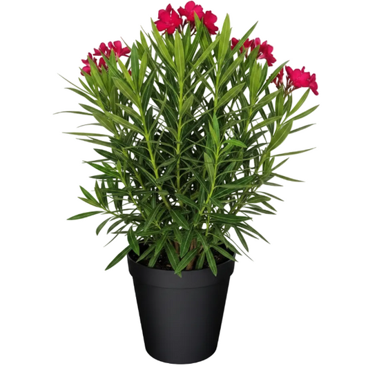 Nerium Oleander – image 2