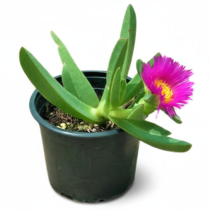 Carpobrotus Edulis, Ice Plant (small) – image 1