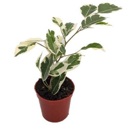 Asystasia Gangetica, Chinese Violet – image 7