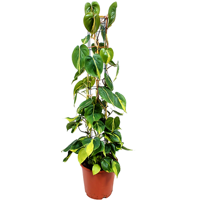 Scindapsus Brasil – image 4