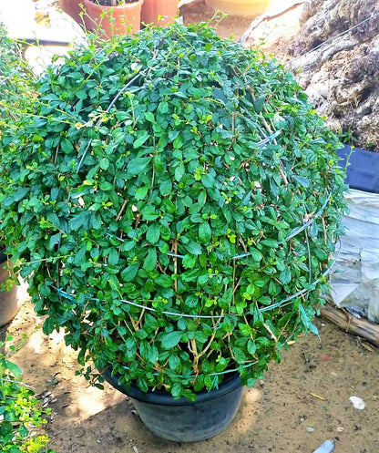 Ehretia Big (Different Shapes) – image 12