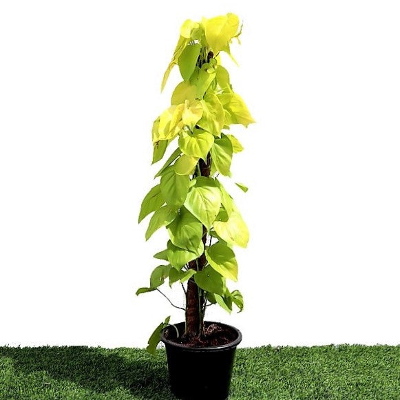 Scindapsus Golden, Golden Money Plant – image 3