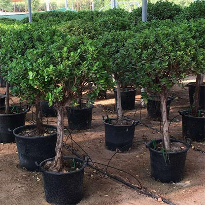 Ficus Diversifolia Single Head – image 6