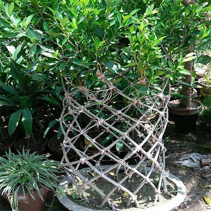 Ficus Panda Cage Shape – image 3