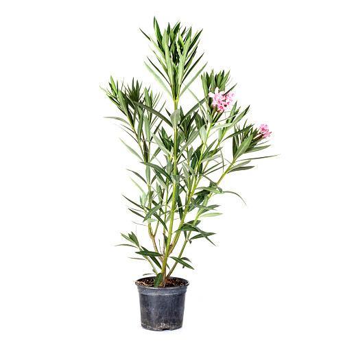 Nerium Oleander – image 8