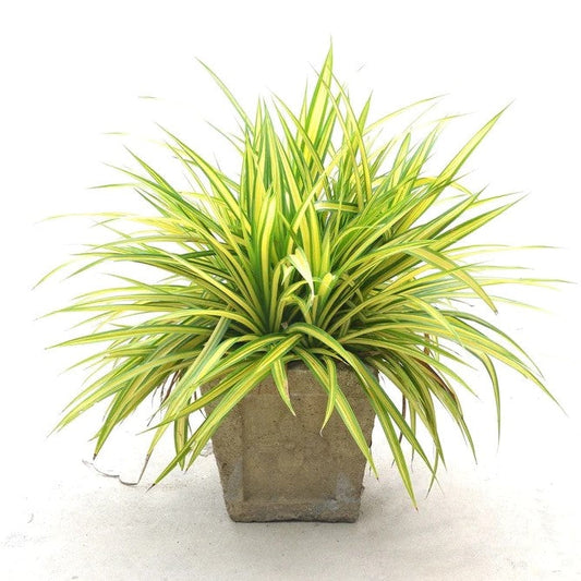 Spider Plant, Chlorophytum comosum, Variegatum – image 2