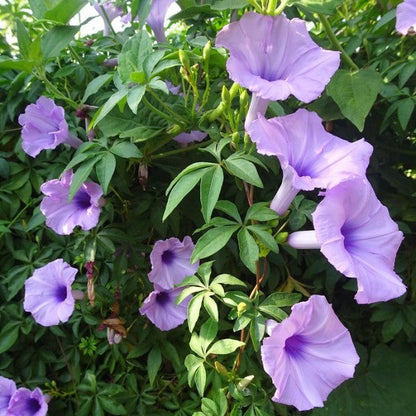 Ipomoea cairica, Cairo morning glory, coast morning glory – image 3