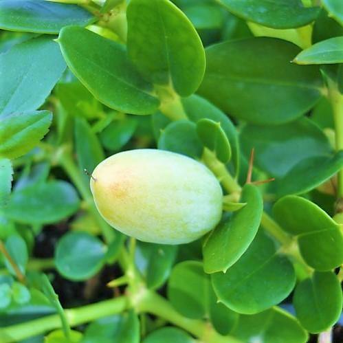 Carissa Grandiflora, Prostrata, Natal Plum – image 2