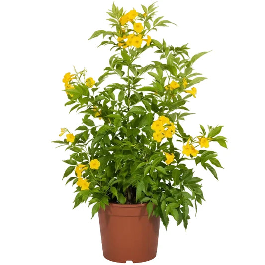 Yellow Bells, Tecoma Stans – image 1