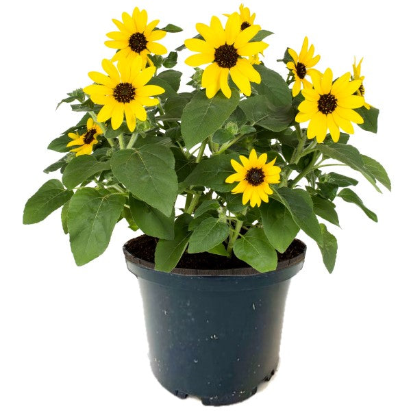 Ornamental Sunflower, Helianthus Annuus – image 3