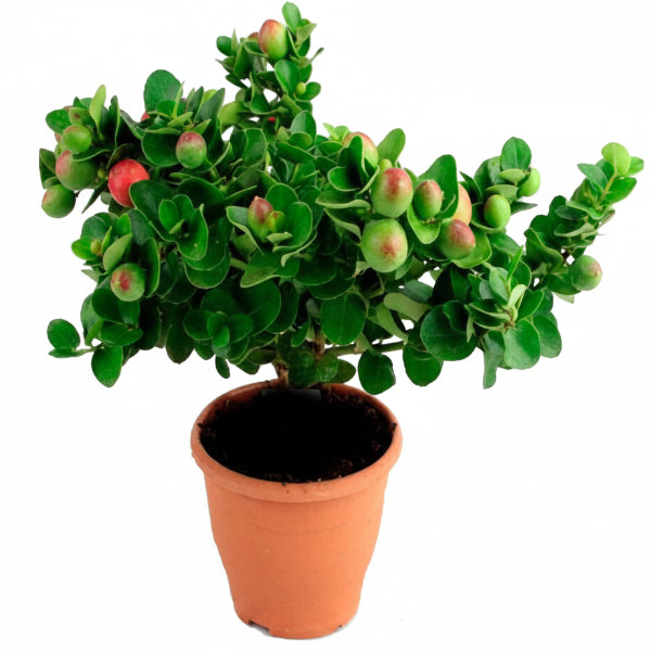 Carissa Grandiflora, Prostrata, Natal Plum – image 1