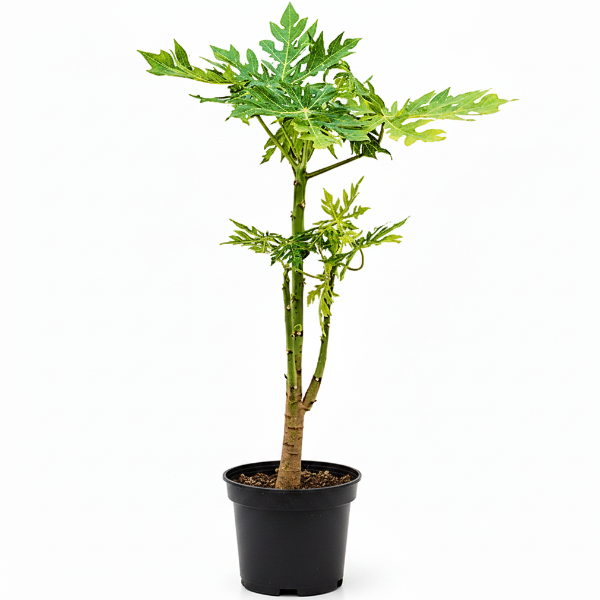 Papaya Tree, Carica Papaya – image 1