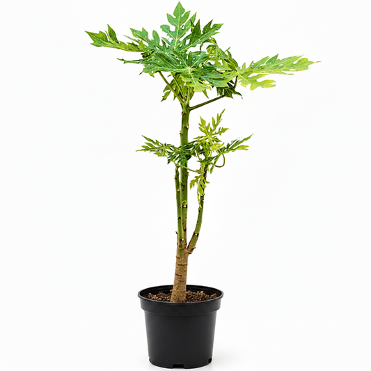 Papaya Tree, Carica Papaya – image 1