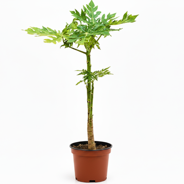 Papaya Tree, Carica Papaya – image 8