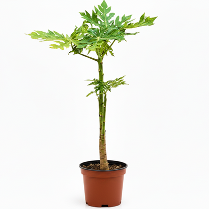 Papaya Tree, Carica Papaya – image 8