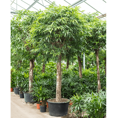 Ficus alii Amstel, Long Leaf Ficus – image 3