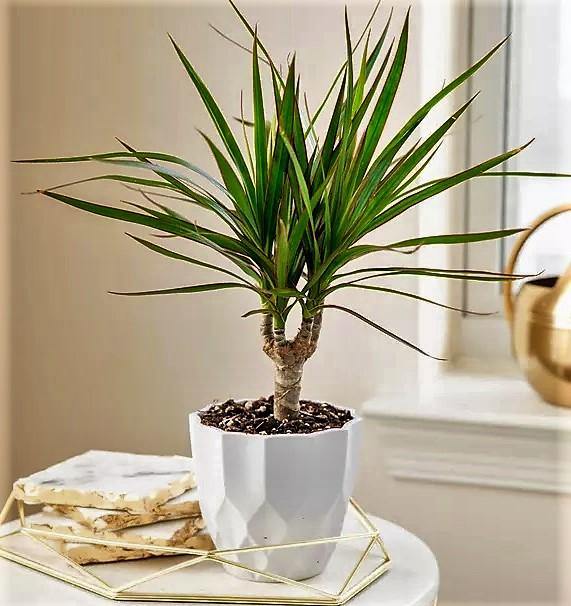 Dracaena Draco, Drago, Dragon Tree – image 5