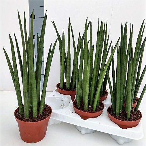 African spear , Sansevieria Cylindrica – image 3