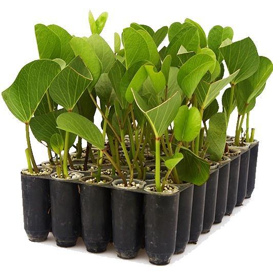 Ipomoea Pes-Caprae, Railroad Vine or Railway Creeper – image 5