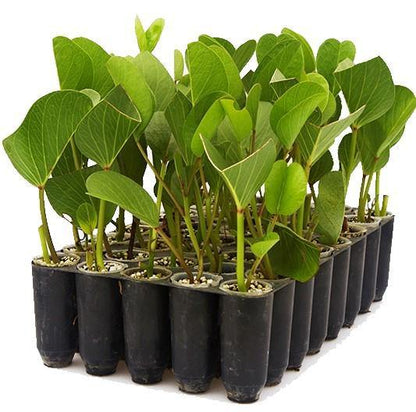 Ipomoea Pes-Caprae, Railroad Vine or Railway Creeper – image 5