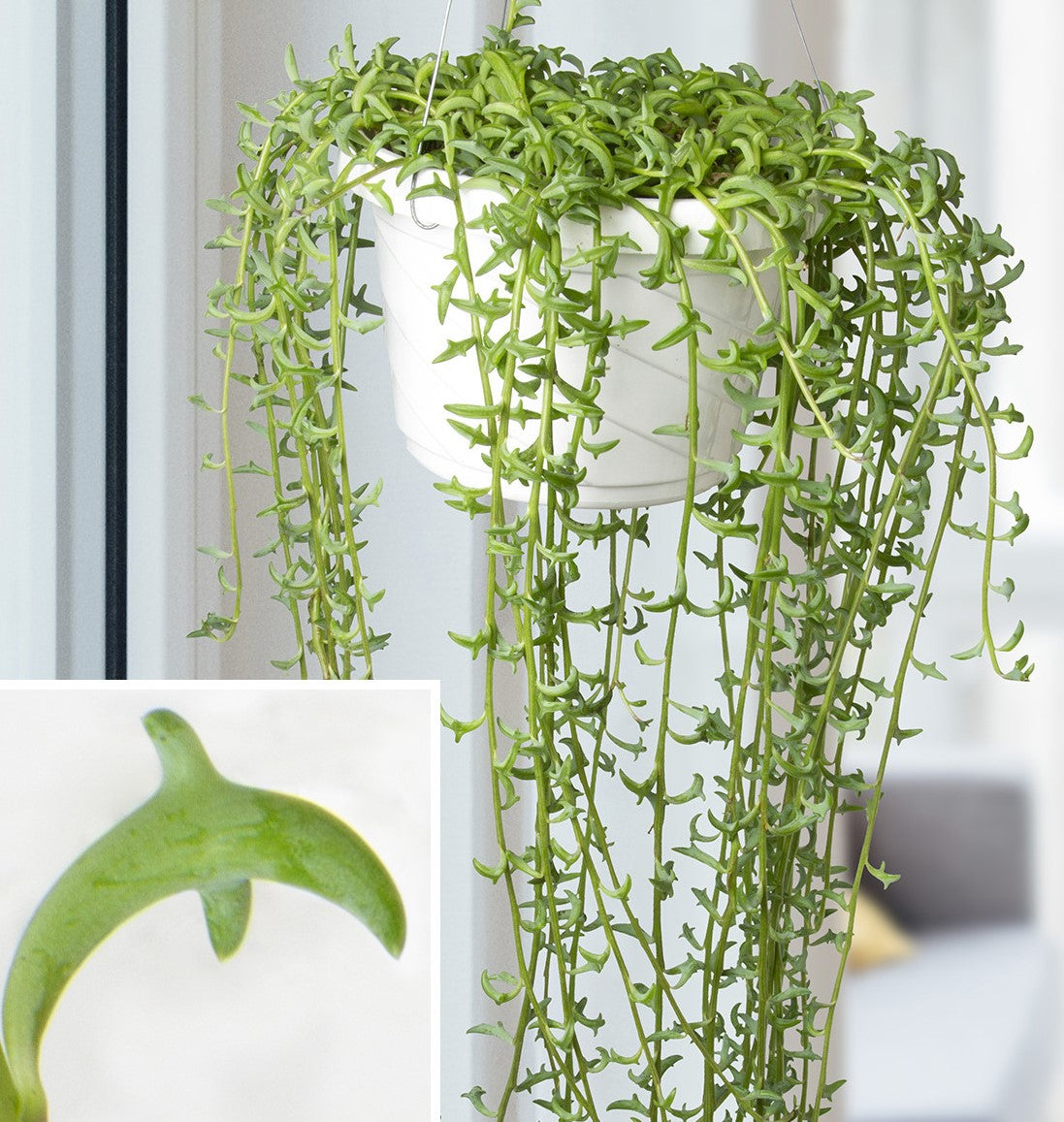 String of Dolphins , Senecio Peregrinus – image 6