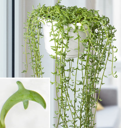 String of Dolphins , Senecio Peregrinus – image 6