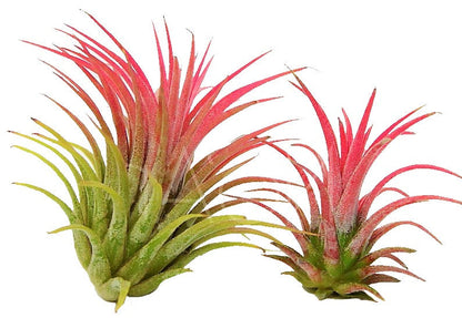 Tillandsia Lonantha Red Clumb – image 5