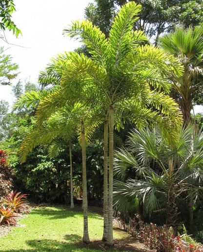 Foxtail Palm, Wodyetia Bifurcata – image 5