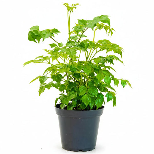 China Doll Plant – image 1