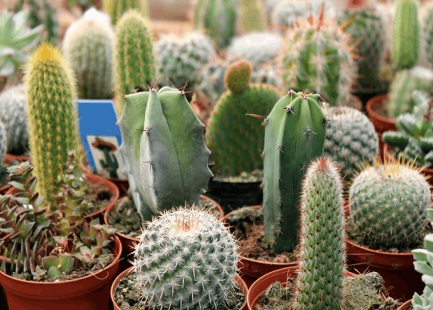 Ornamental Cactus – image 4