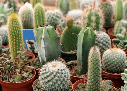 Ornamental Cactus – image 4