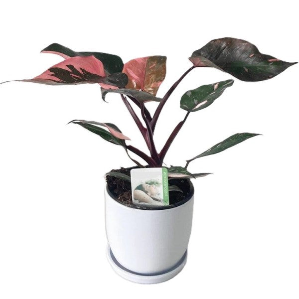 Philodendron Pink Princess – image 5