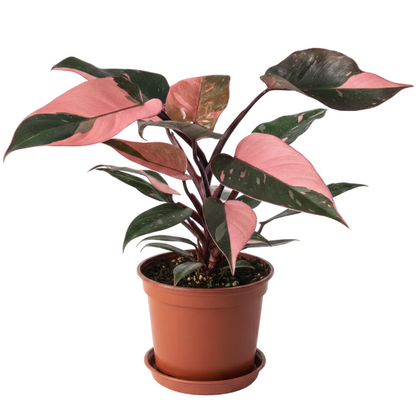 Philodendron Pink Princess – image 1
